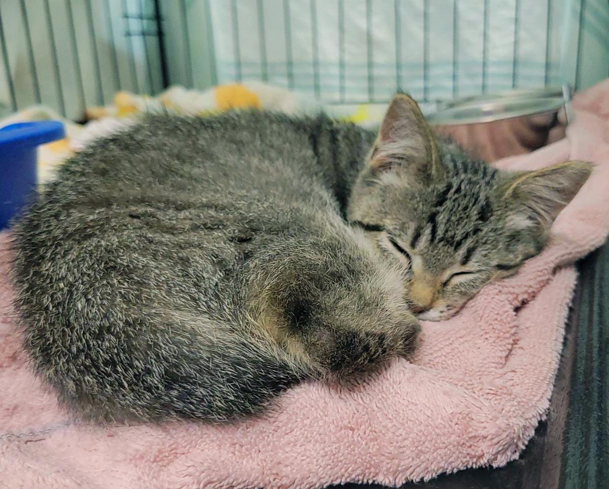 Pawtriot, a Adoptable Domestic Short Hair in Plover, WI image 2/3