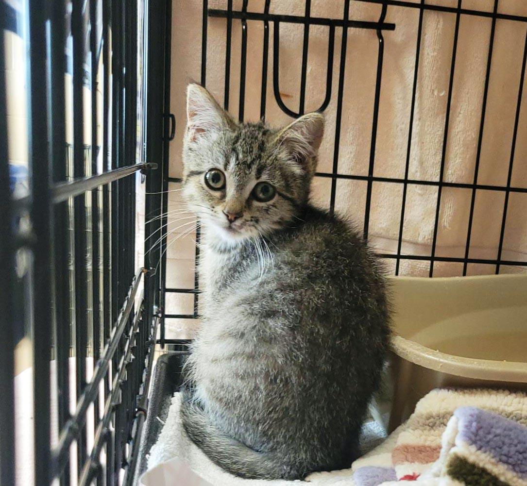 Pawtriot, a Adoptable Domestic Short Hair in Plover, WI image 3/3