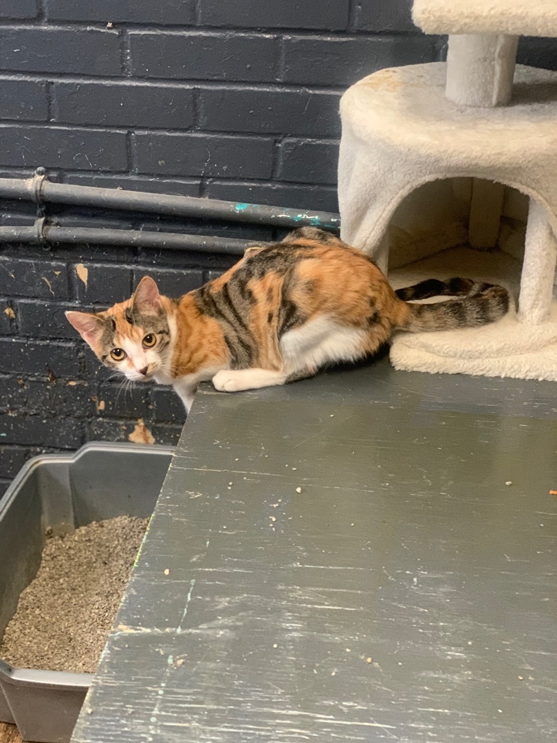 Carmelia, Adult Female Domestic Short Hair