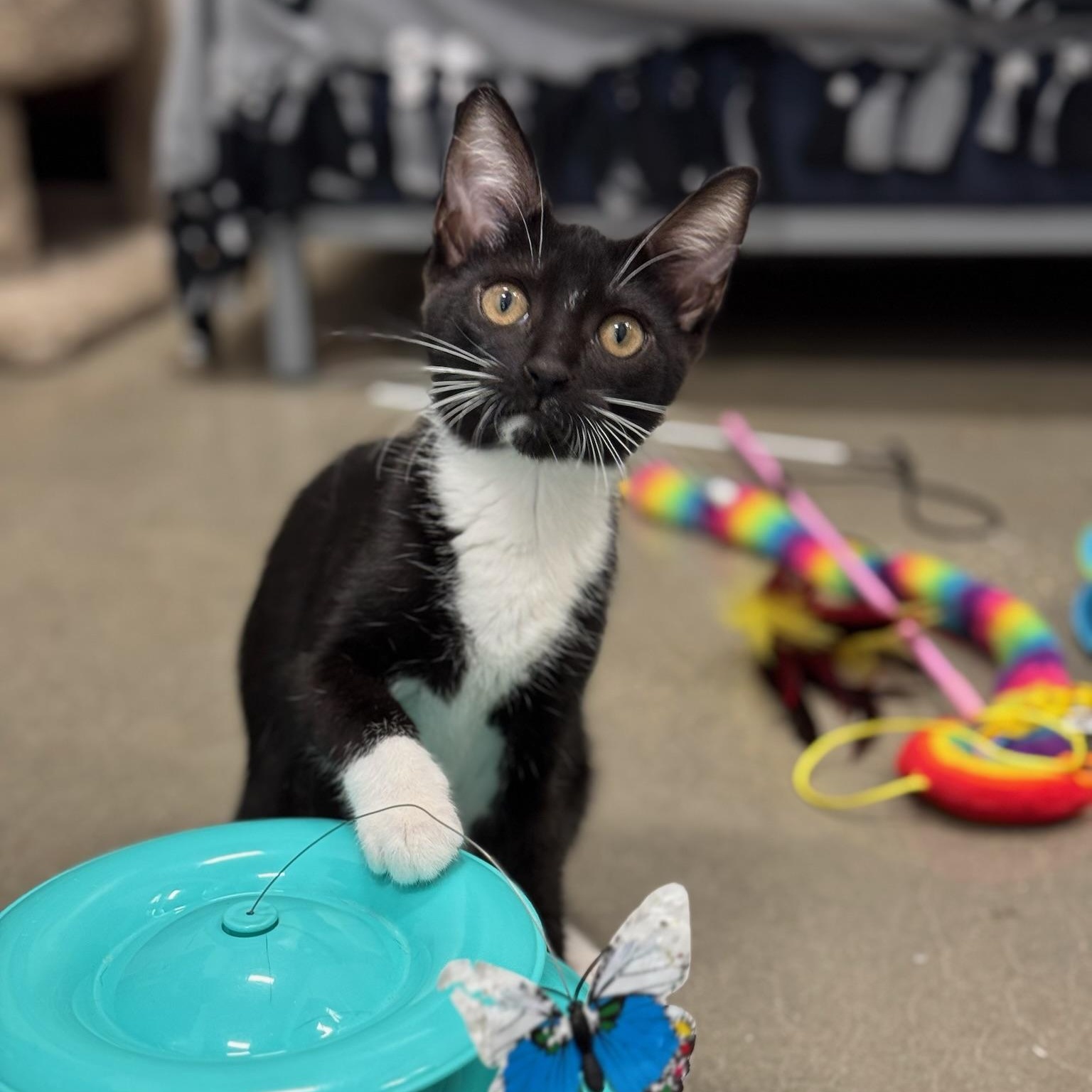 Georgette, Baby Female Domestic Short Hair