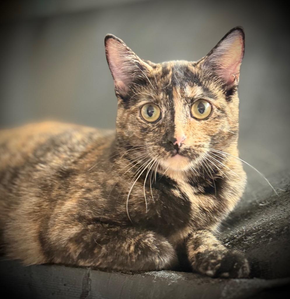 Toffee, Adoptable, Young Female Domestic Short Hair.