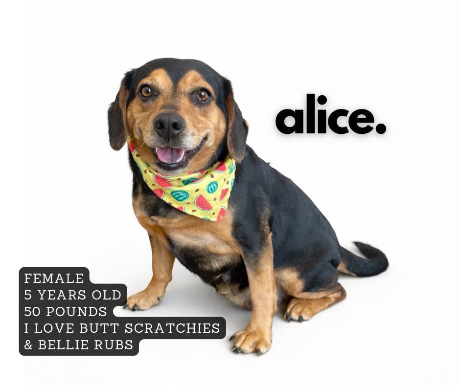 Enlarge Alice, a Adoptable mixed breed in Ashland, KY image 1/1