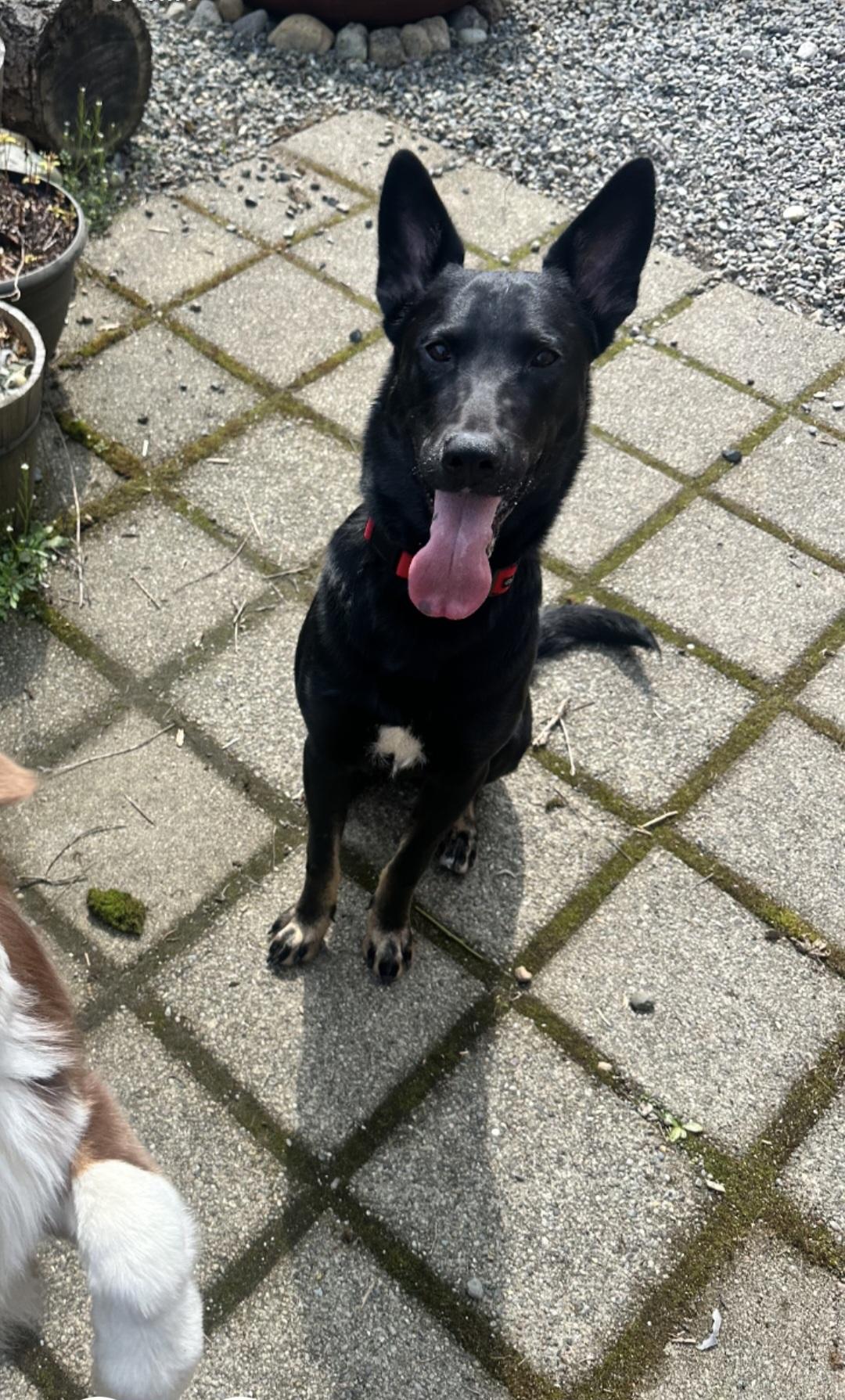 Scrappy, Adoptable, Young Male Mixed Breed.