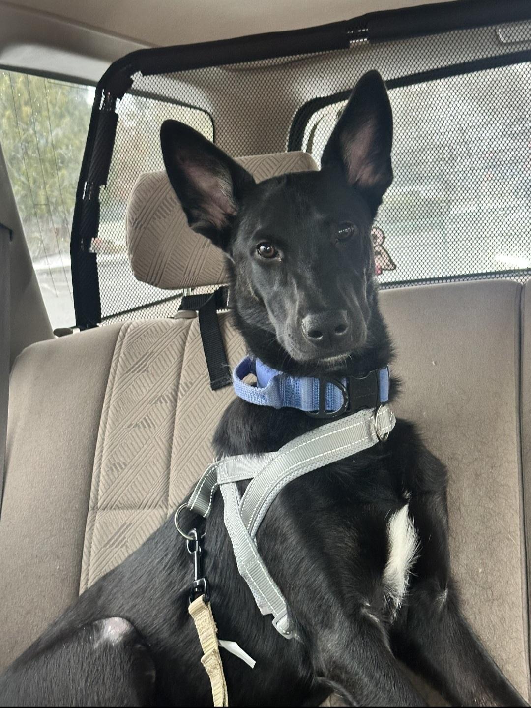 Scrappy, a Adoptable Mixed Breed in Olympia, WA image 2/3