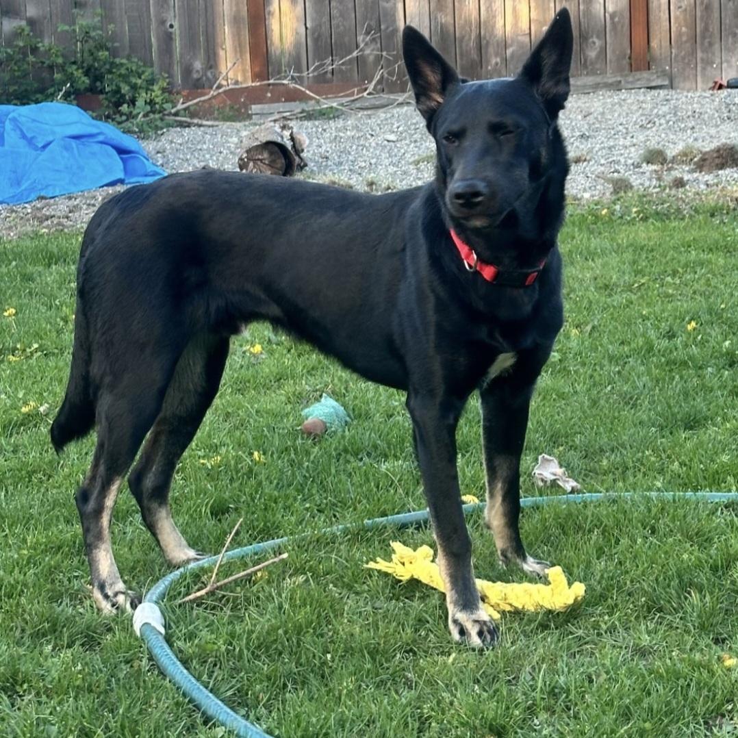 Scrappy, a Adoptable Mixed Breed in Olympia, WA image 3/3