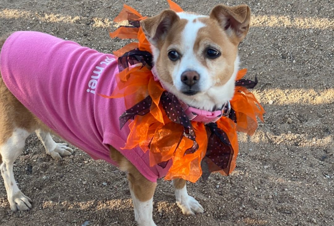 CLOEY, an adoptable Beagle, Corgi in Yucca Valley, CA, 92286 | Photo Image 1