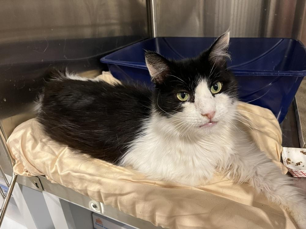 Enlarge Elvis, a Adoptable Domestic Medium Hair in Bolton, CT image 1/6