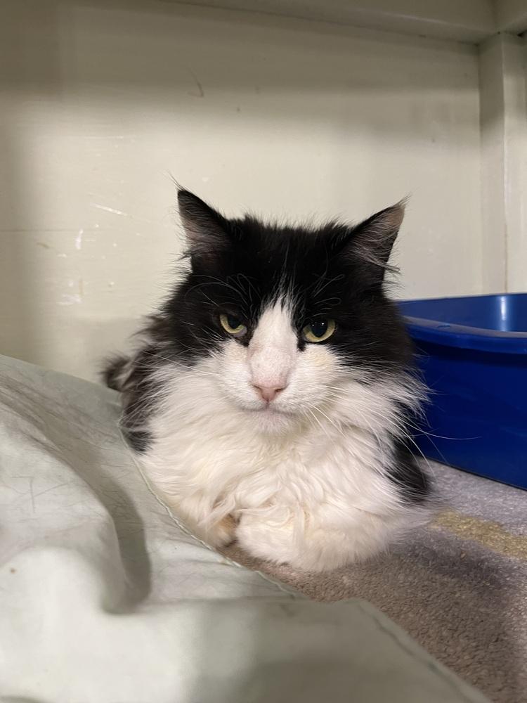 Enlarge Elvis, a Adoptable Domestic Medium Hair in Bolton, CT image 2/6
