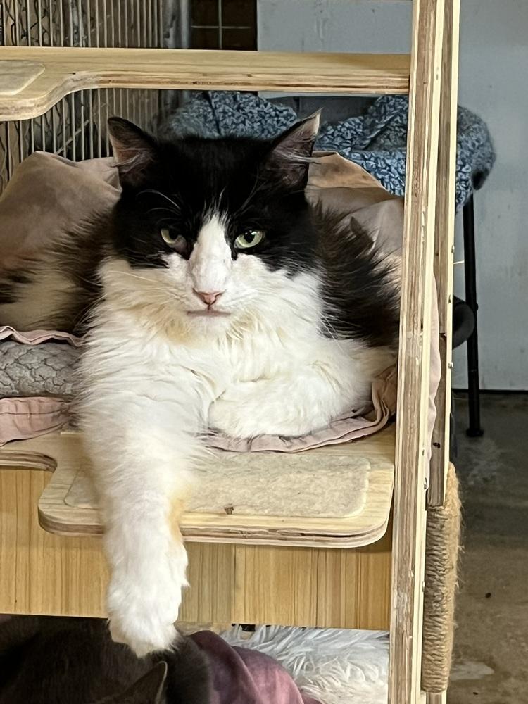 Enlarge Elvis, a Adoptable Domestic Medium Hair in Bolton, CT image 3/6