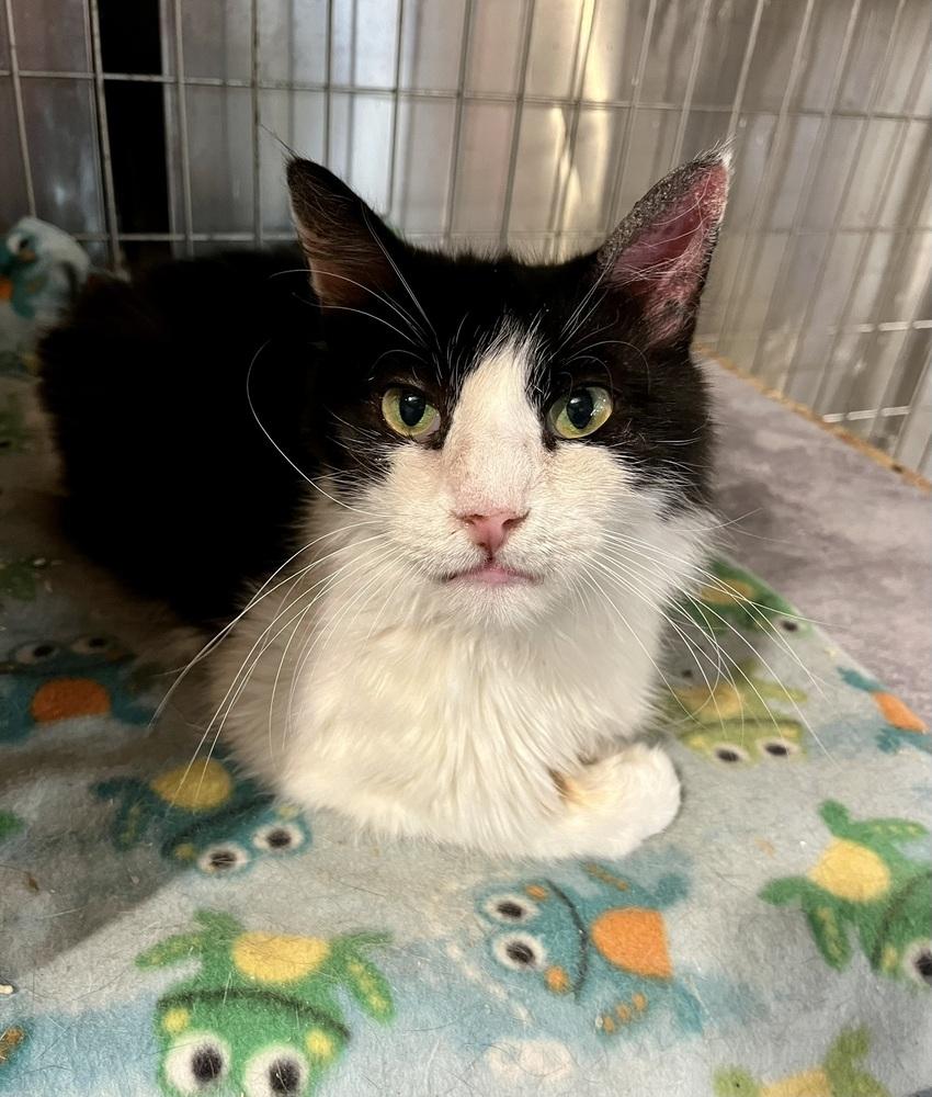 Enlarge Elvis, a Adoptable Domestic Medium Hair in Bolton, CT image 4/6