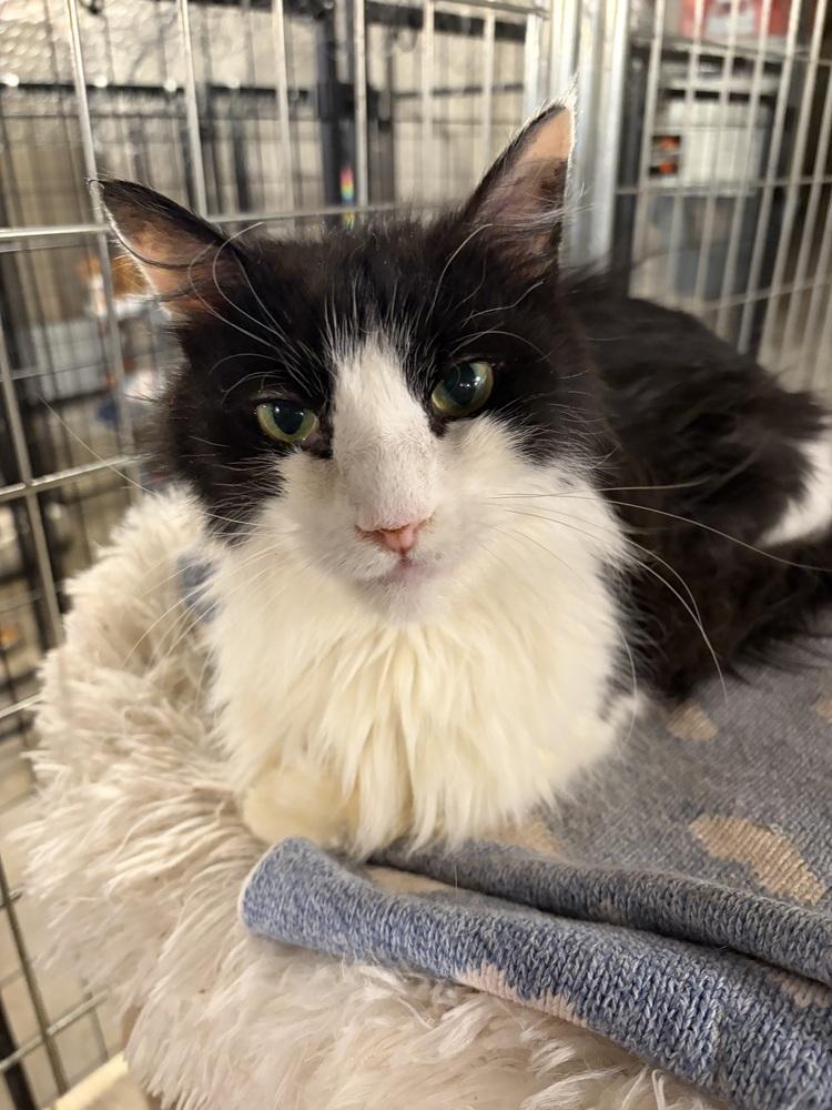 Enlarge Elvis, a Adoptable Domestic Medium Hair in Bolton, CT image 5/6