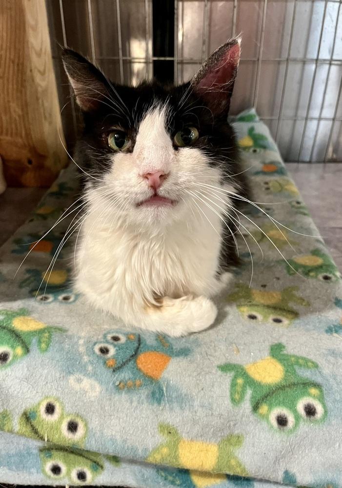 Enlarge Elvis, a Adoptable Domestic Medium Hair in Bolton, CT image 6/6