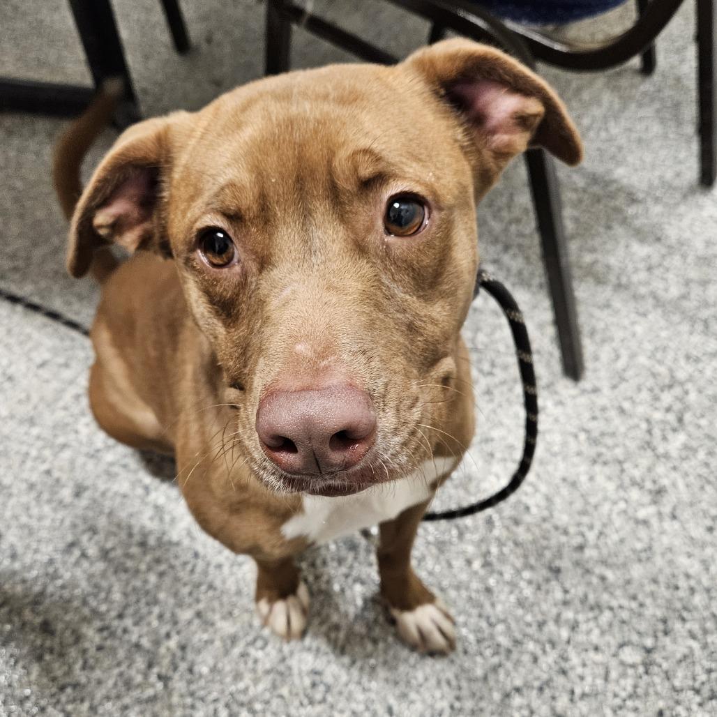 Pearl, Adoptable, Adult Female Staffordshire Bull Terrier & Mixed Breed.