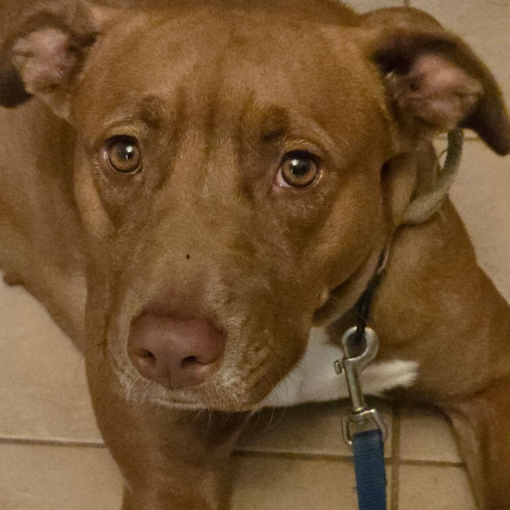 Pearl, Adoptable, Adult Female Staffordshire Bull Terrier & Mixed Breed.