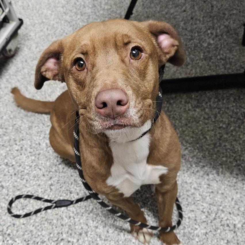 Enlarge Pearl, a Adoptable mixed breed in Kingman, KS image 2/3