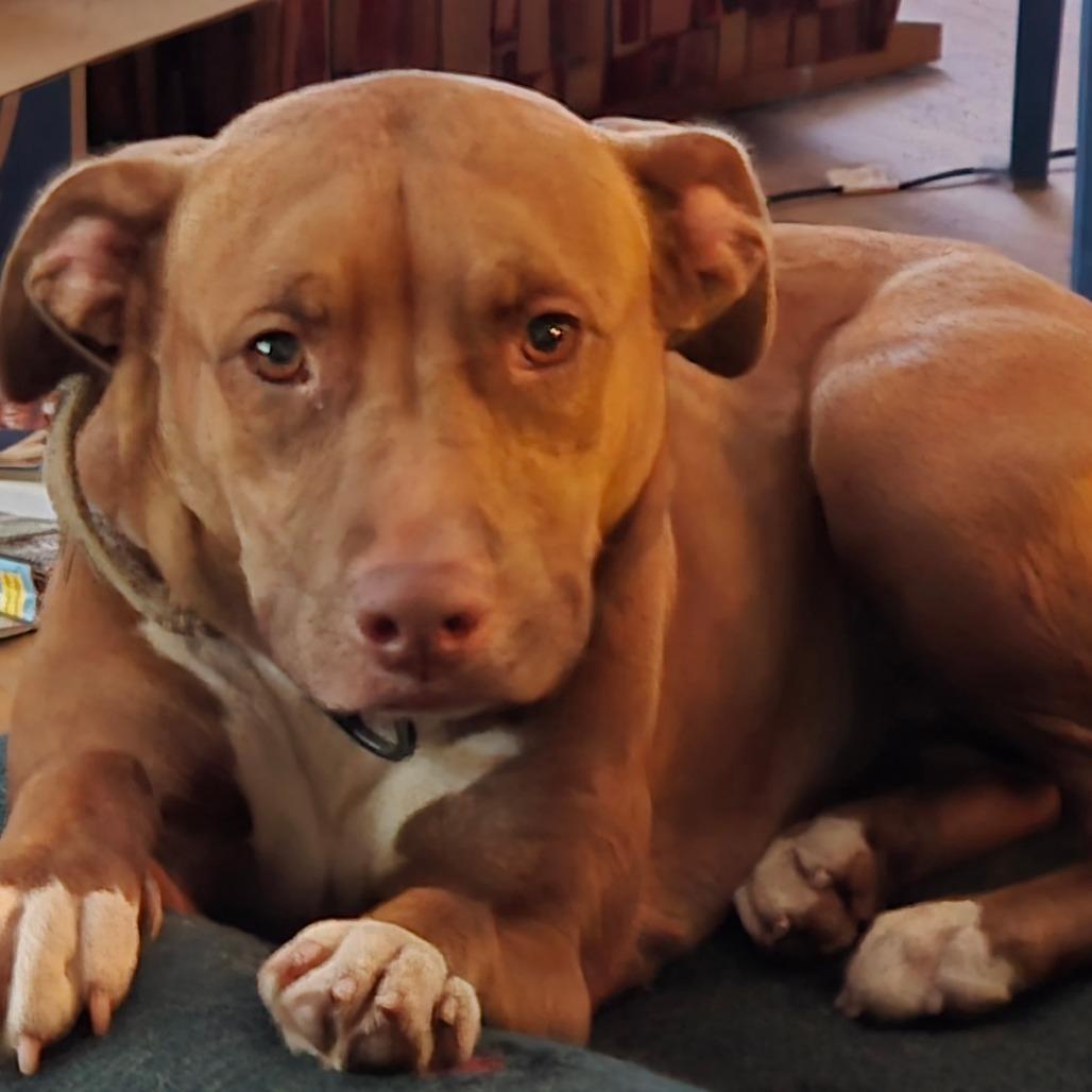 Enlarge Pearl, a Adoptable mixed breed in Kingman, KS image 2/2