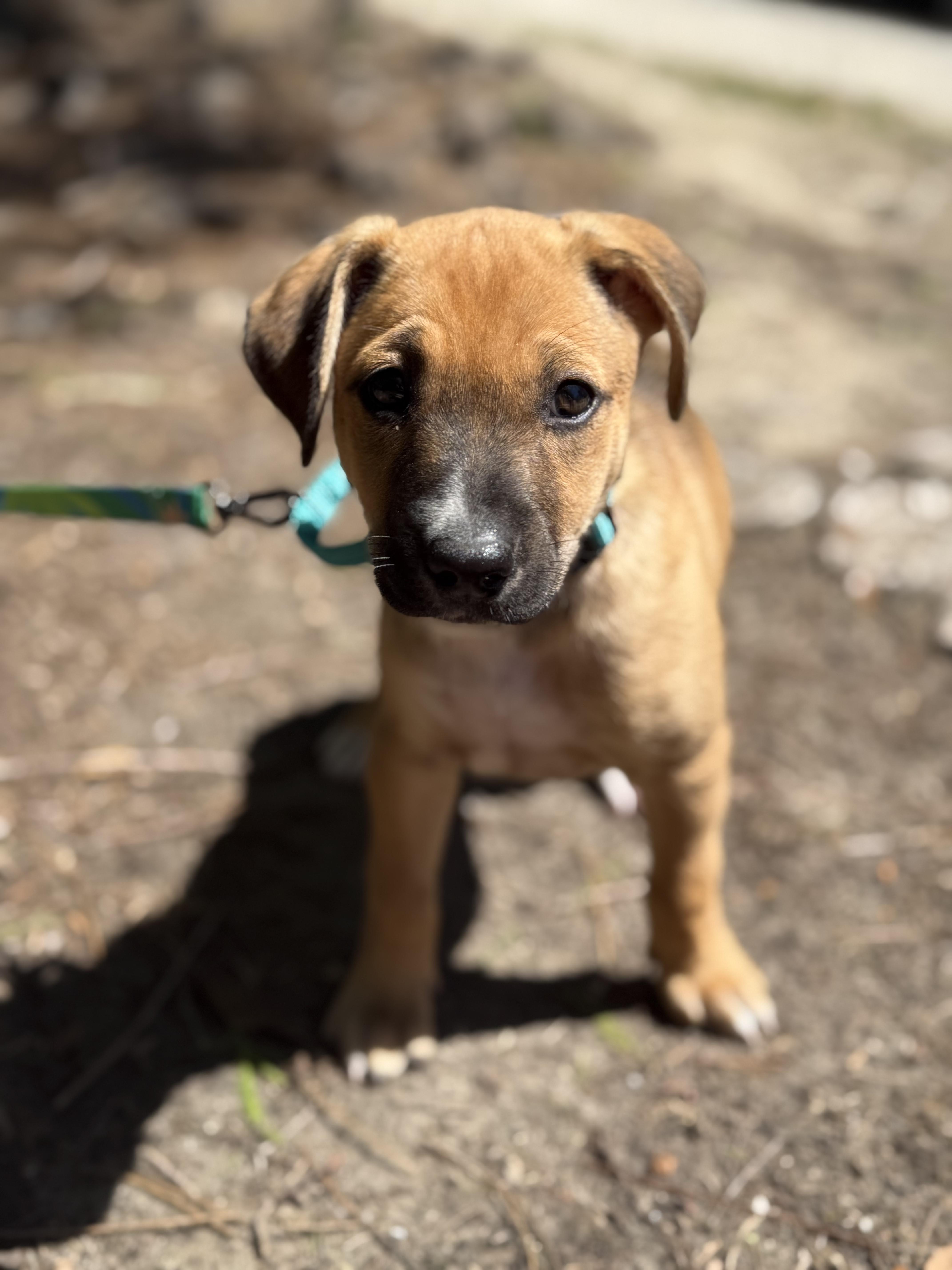 Matthew, ADOPTABLE, Puppy Male Hound & Labrador Retriever.