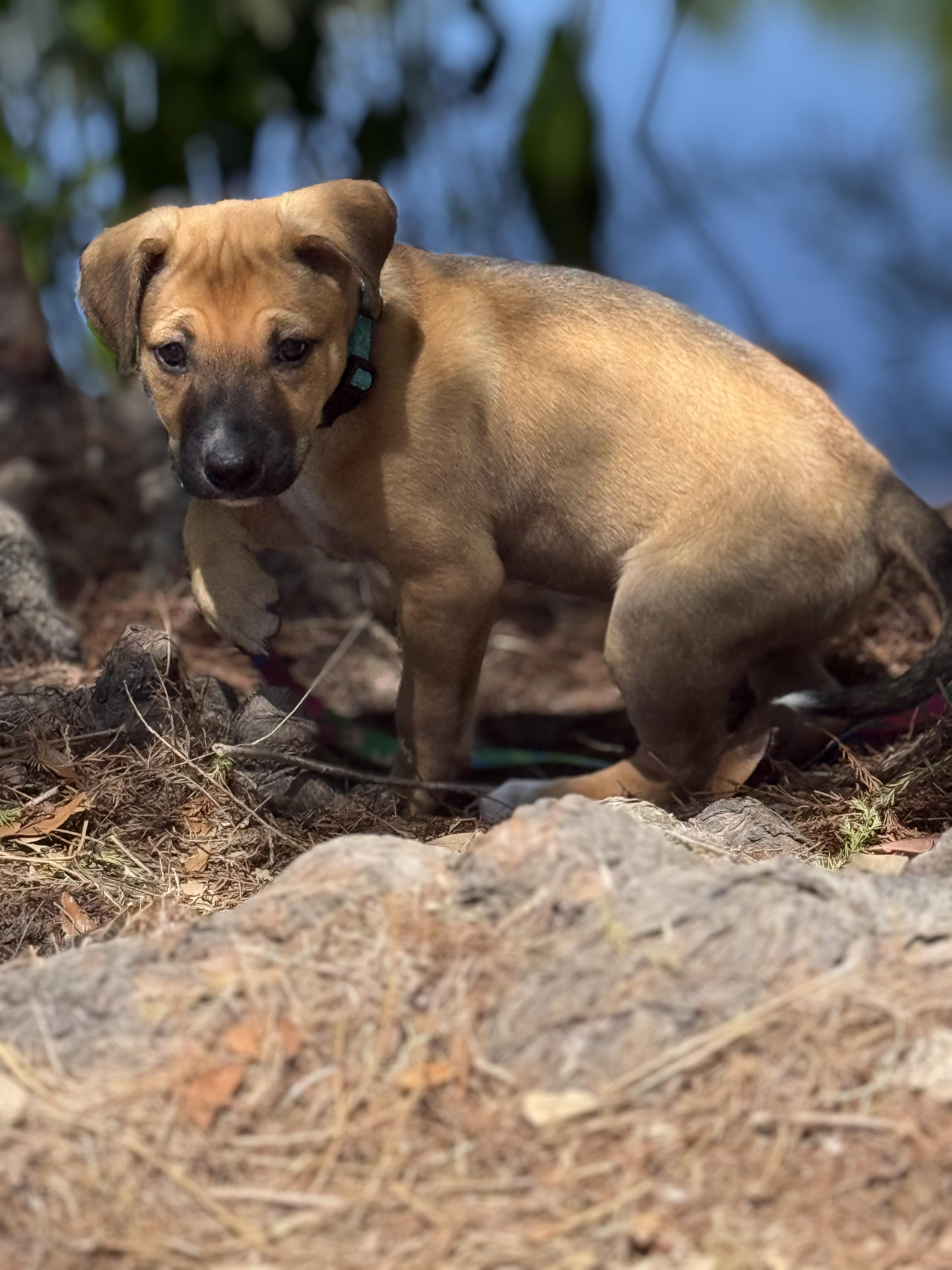 Matthew, a ADOPTABLE mixed breed in Ocean Springs, MS image 3/3
