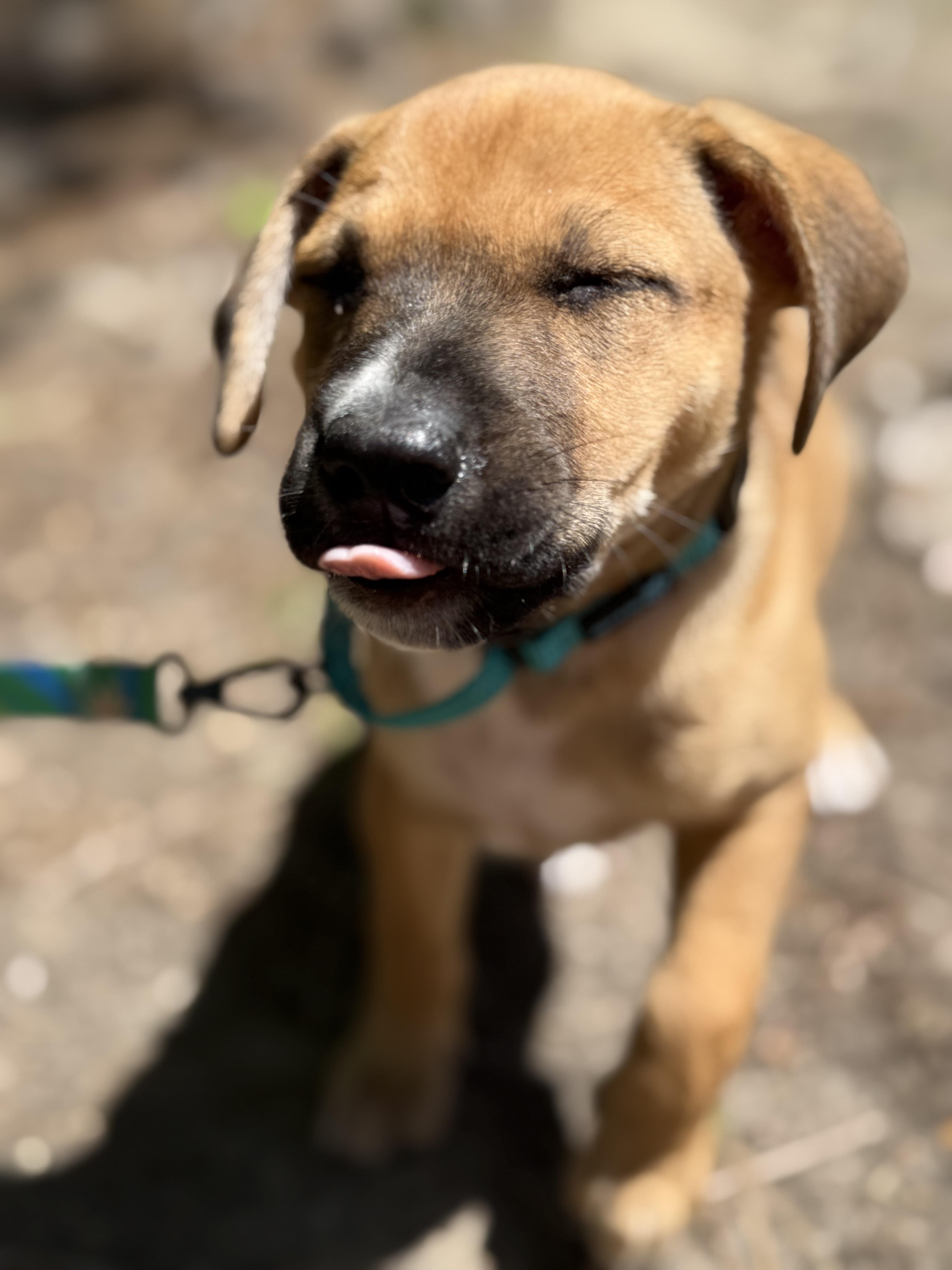 Matthew, a ADOPTABLE mixed breed in Ocean Springs, MS image 2/3