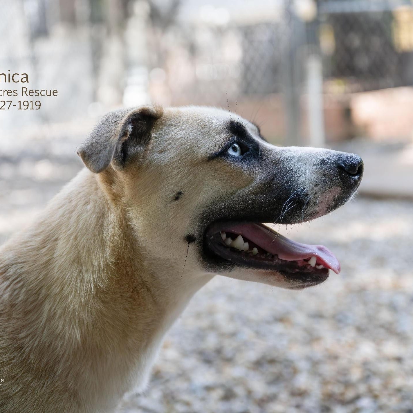 Monica, a Adoptable mixed breed in Manchester, MO image 2/4