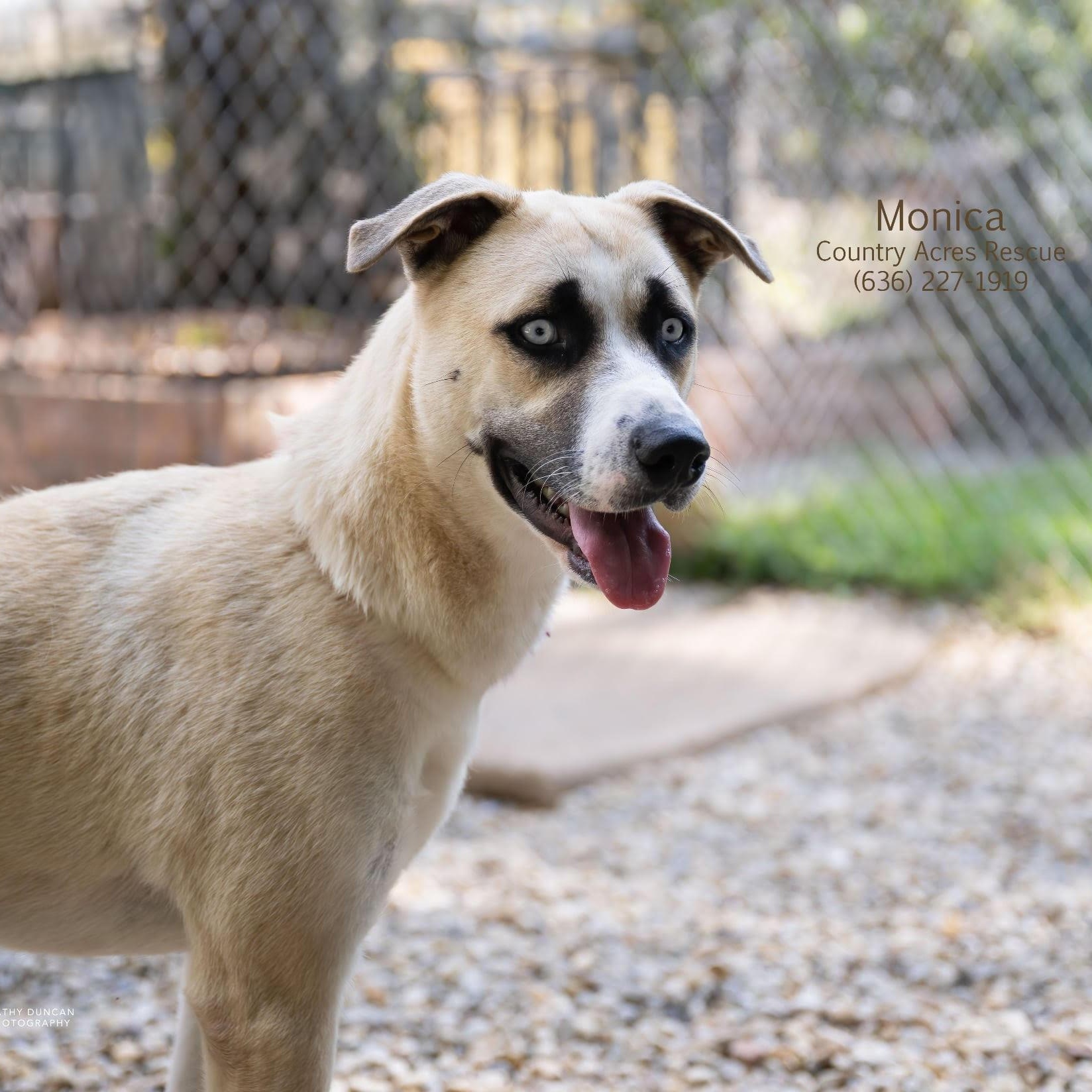 Monica, a Adoptable mixed breed in Manchester, MO image 3/4