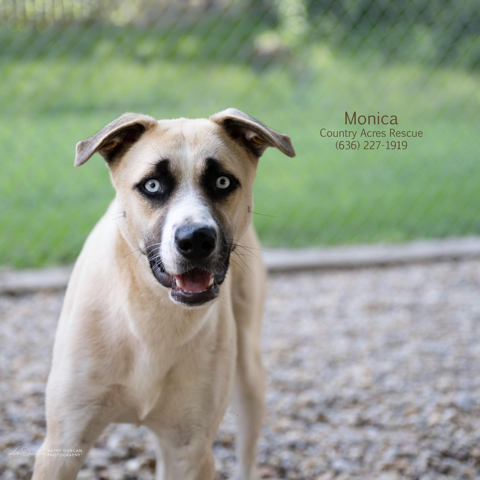 Monica, Adoptable, Young Female Husky & Retriever.