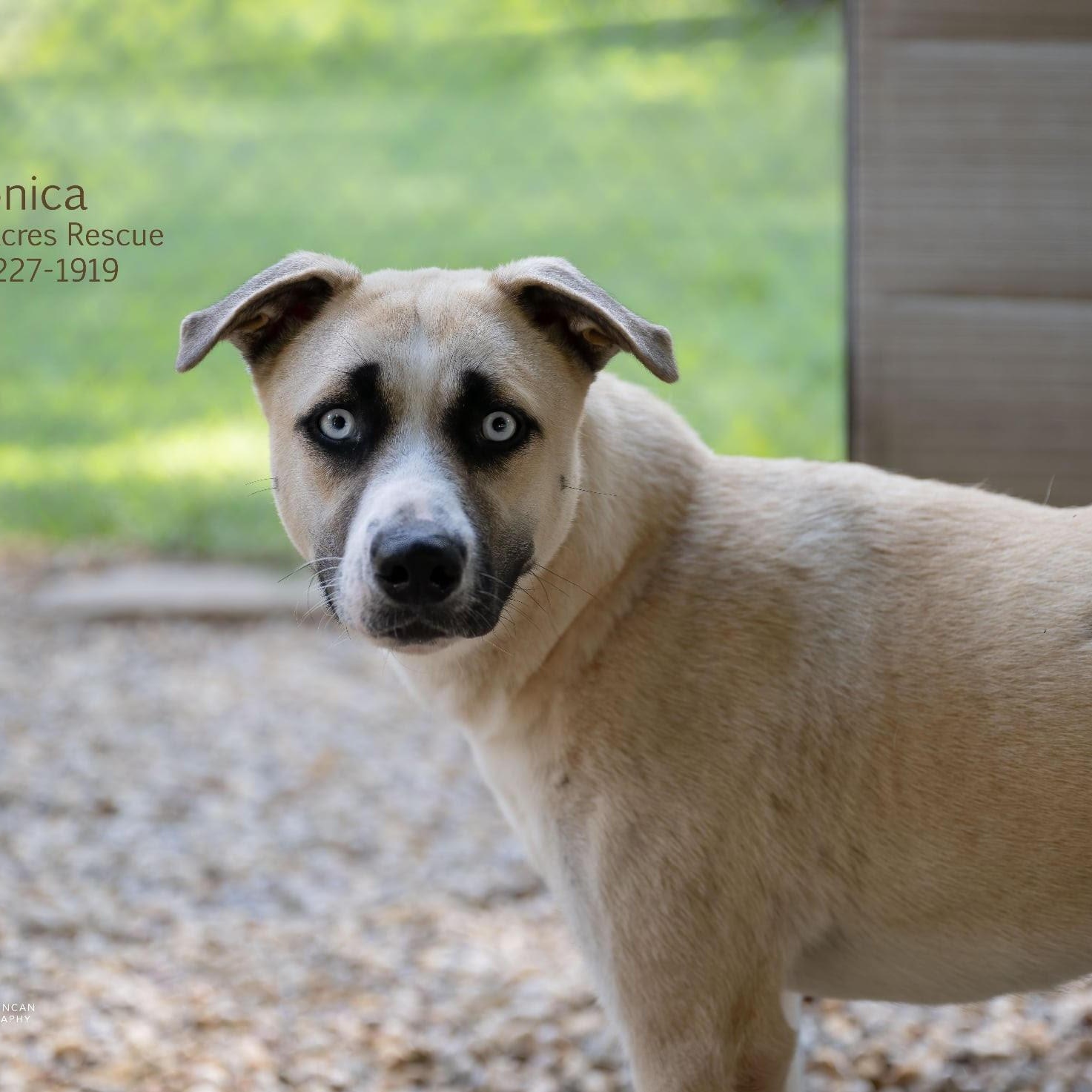 Monica, a Adoptable mixed breed in Manchester, MO image 4/4