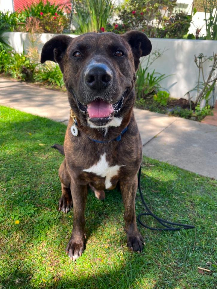 Flyer, ADOPTABLE, Adult Male German Shepherd Dog.