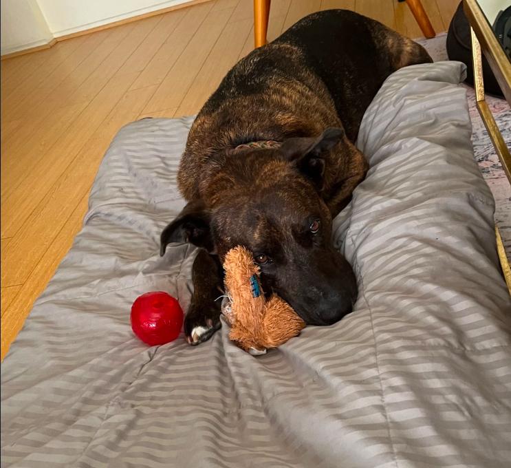 Enlarge Flyer, a ADOPTABLE mixed breed in Los Angeles, CA image 2/5