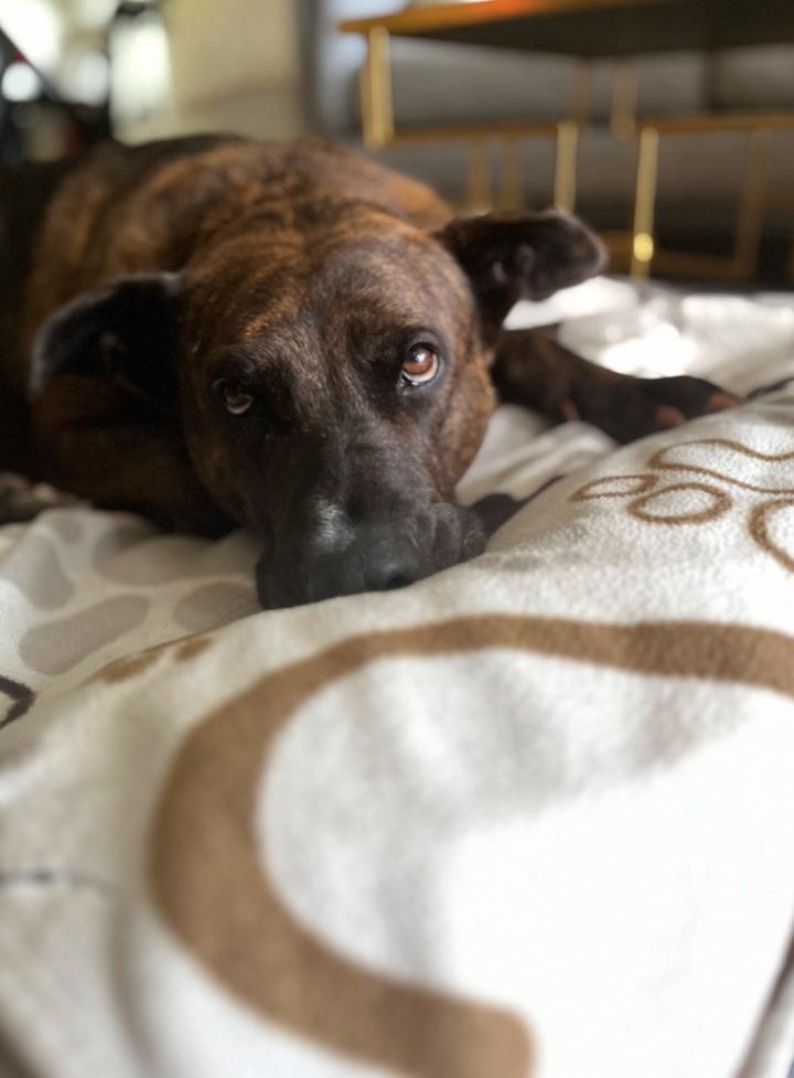 Enlarge Flyer, a ADOPTABLE mixed breed in Los Angeles, CA image 5/5