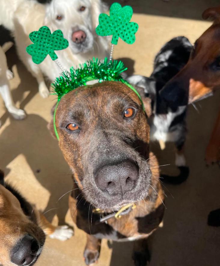 Enlarge Flyer, a ADOPTABLE mixed breed in Los Angeles, CA image 3/5