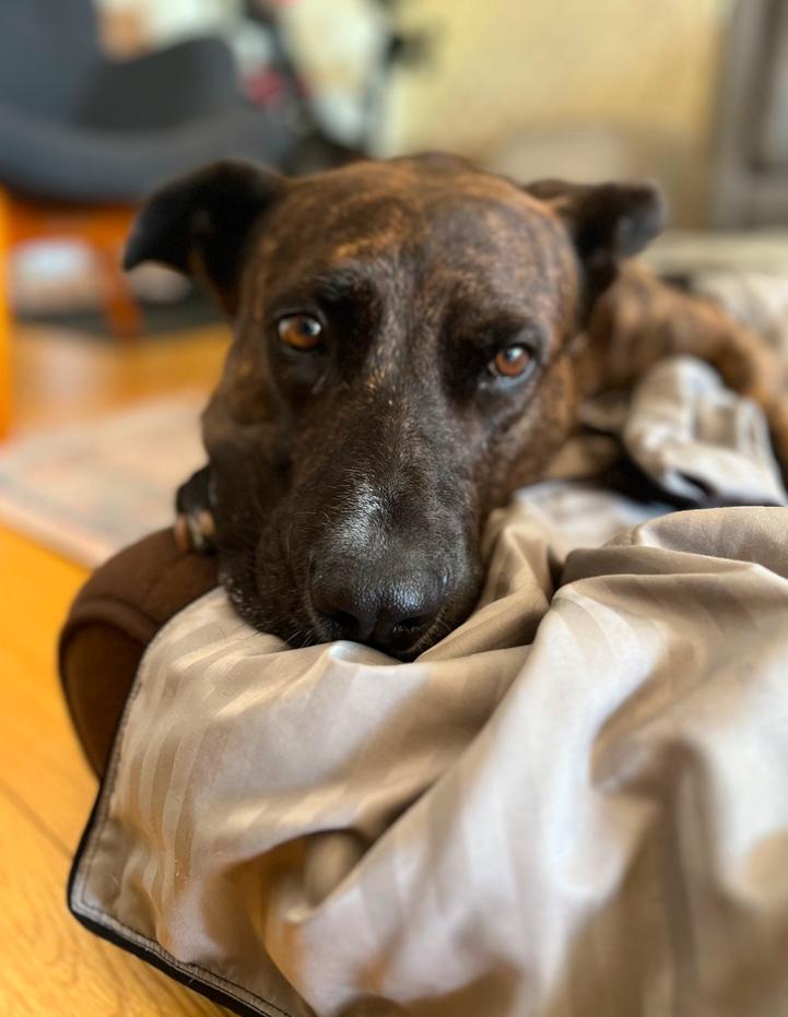 Enlarge Flyer, a ADOPTABLE mixed breed in Los Angeles, CA image 4/5