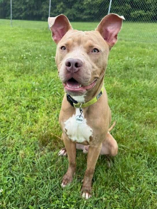 Ace, Young Male Pit Bull Terrier