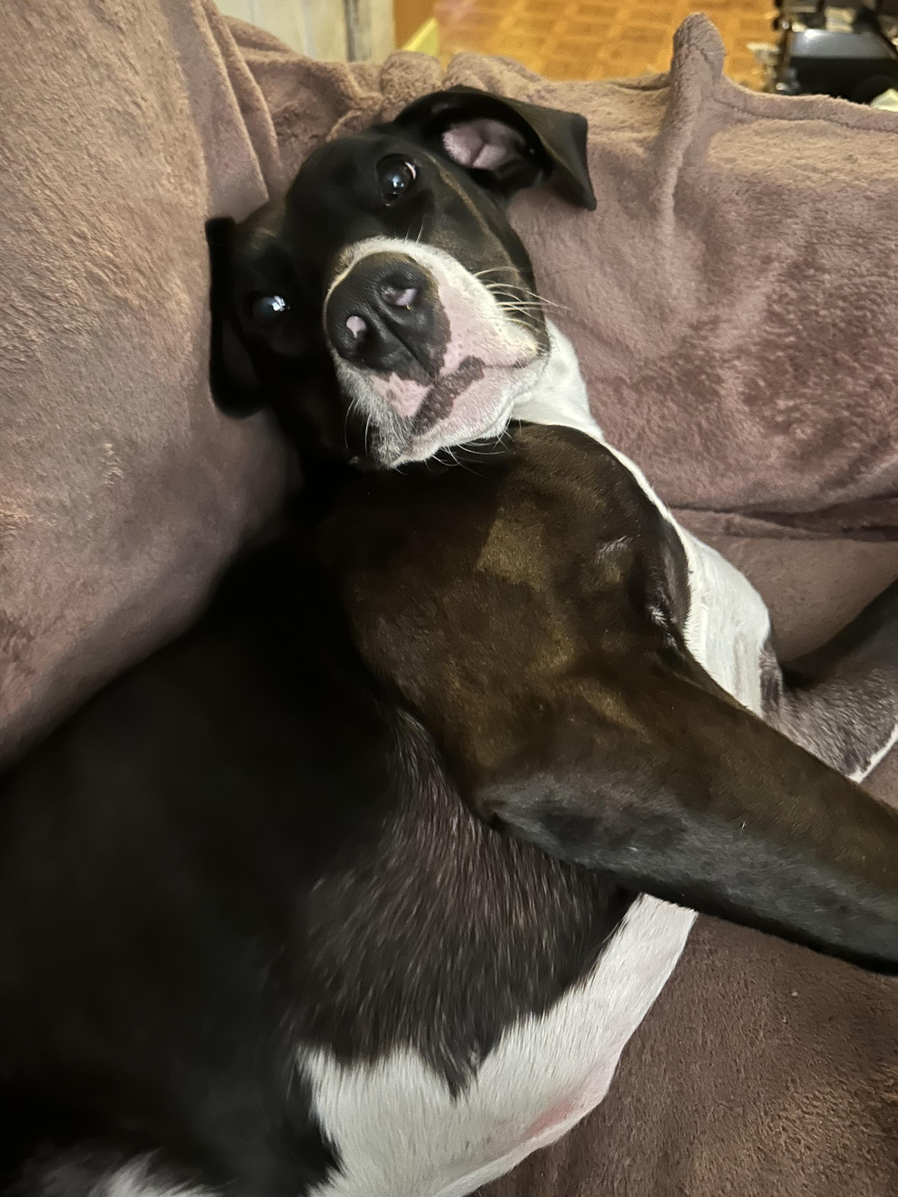 Enlarge Raindrop, a Adoptable mixed breed in Tracy, CA image 1/6