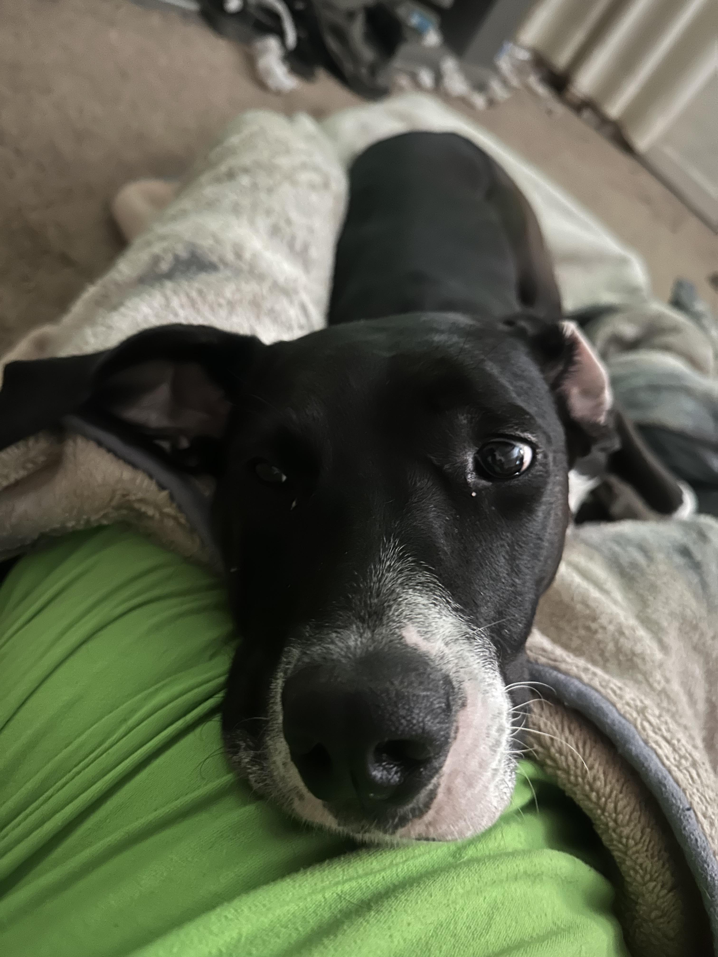 Enlarge Raindrop, a Adoptable mixed breed in Tracy, CA image 2/6