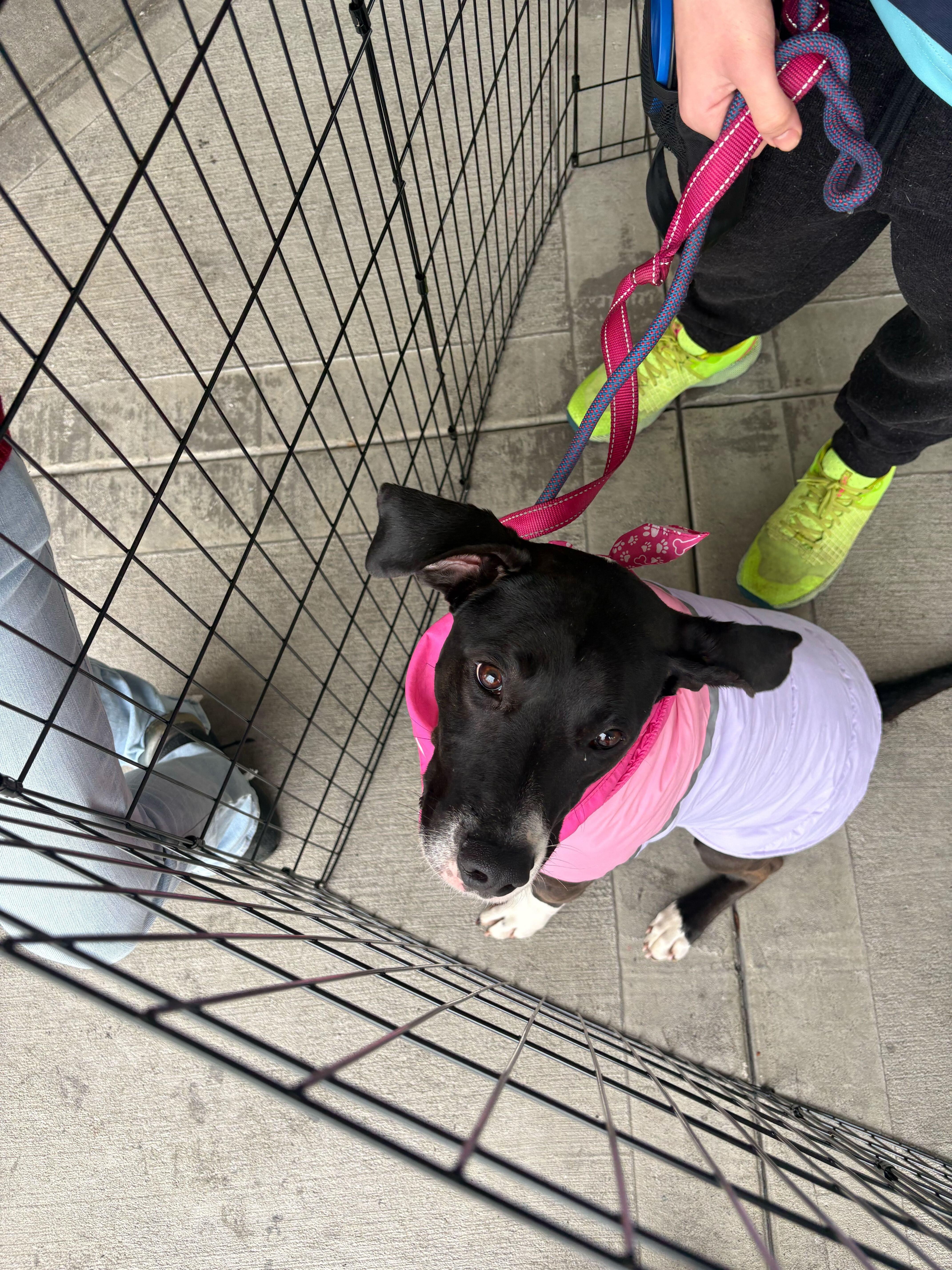 Enlarge Raindrop, a Adoptable mixed breed in Tracy, CA image 3/6