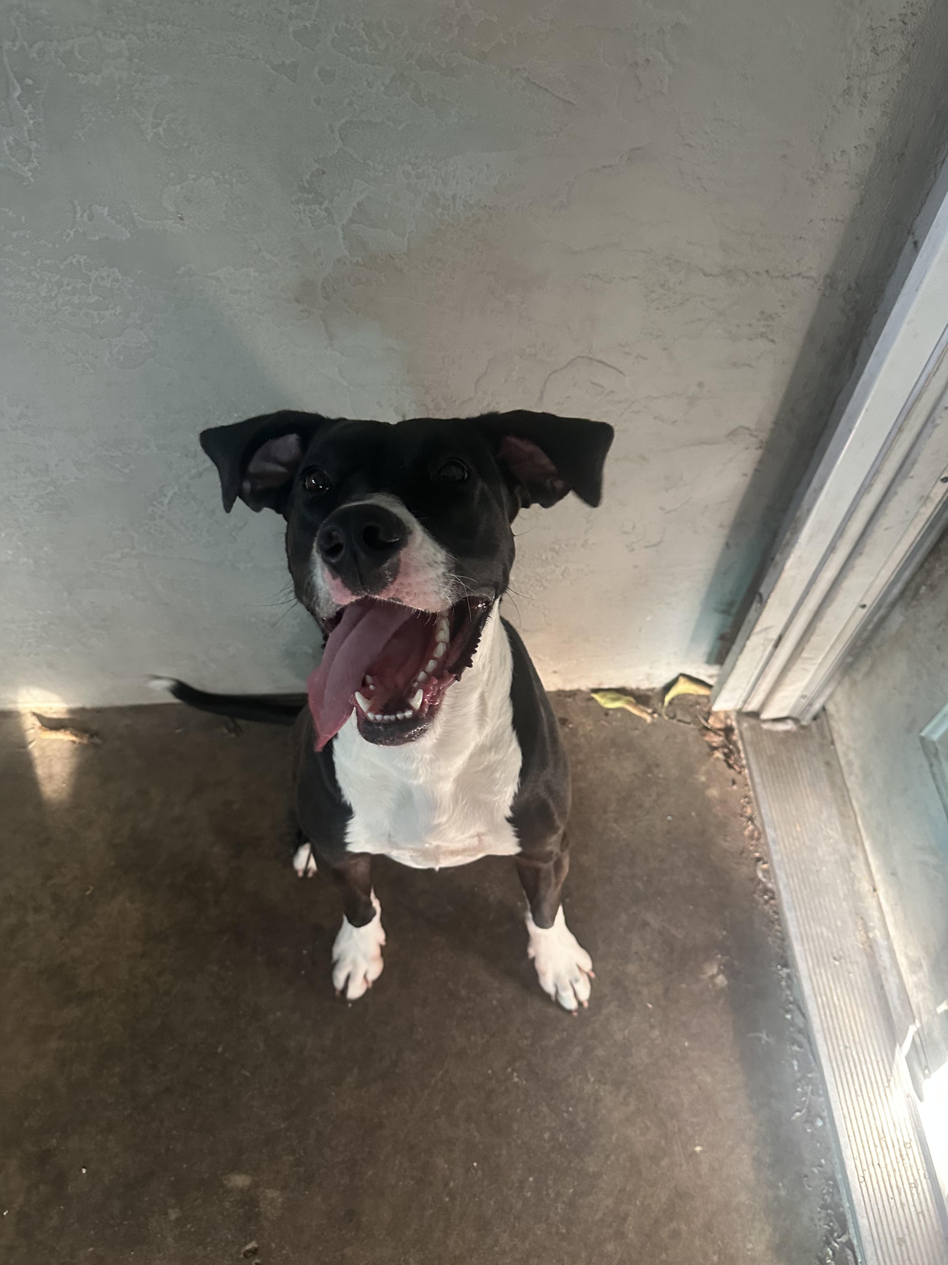 Enlarge Raindrop, a Adoptable mixed breed in Tracy, CA image 4/6