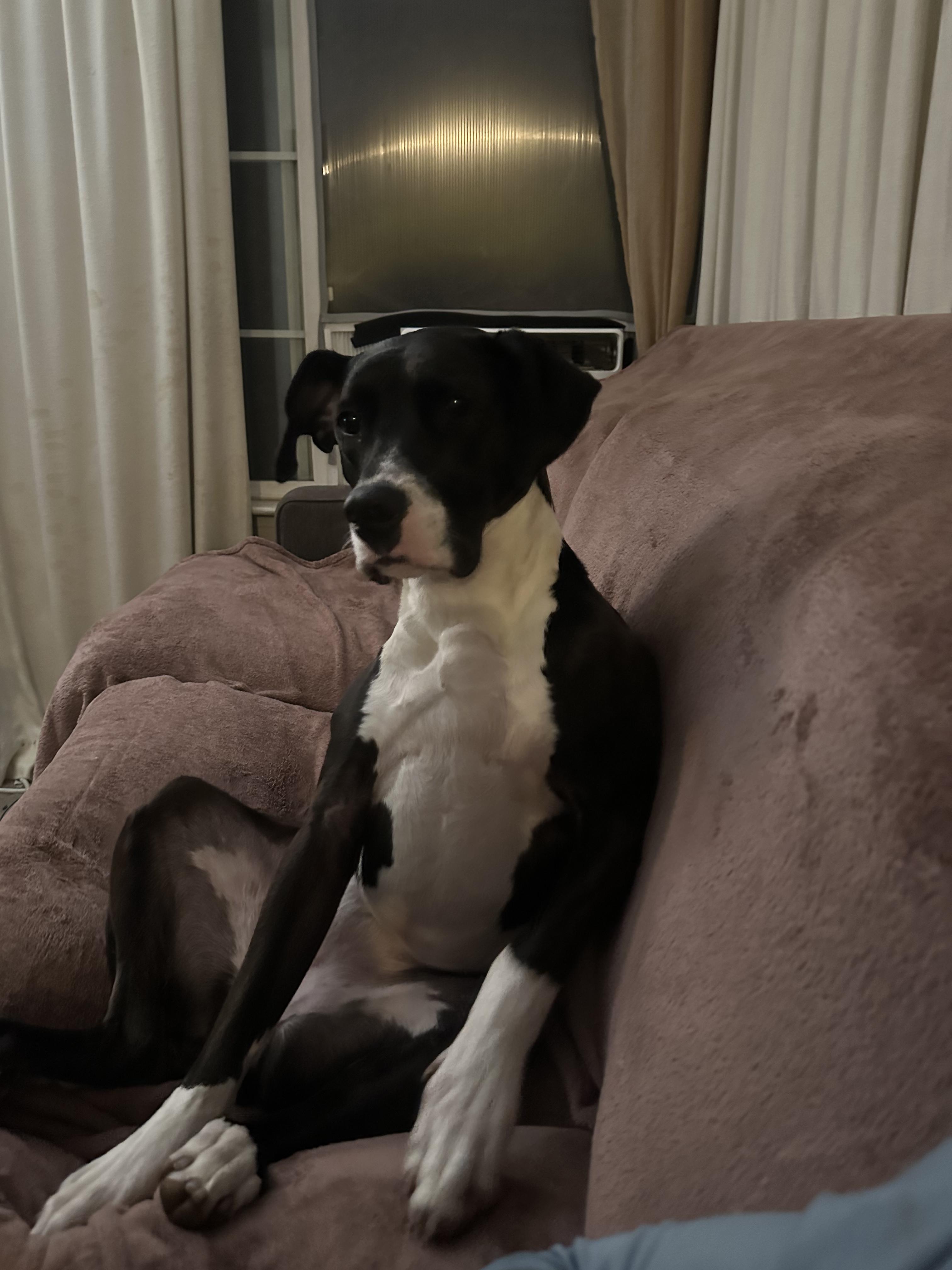 Enlarge Raindrop, a Adoptable mixed breed in Tracy, CA image 5/6