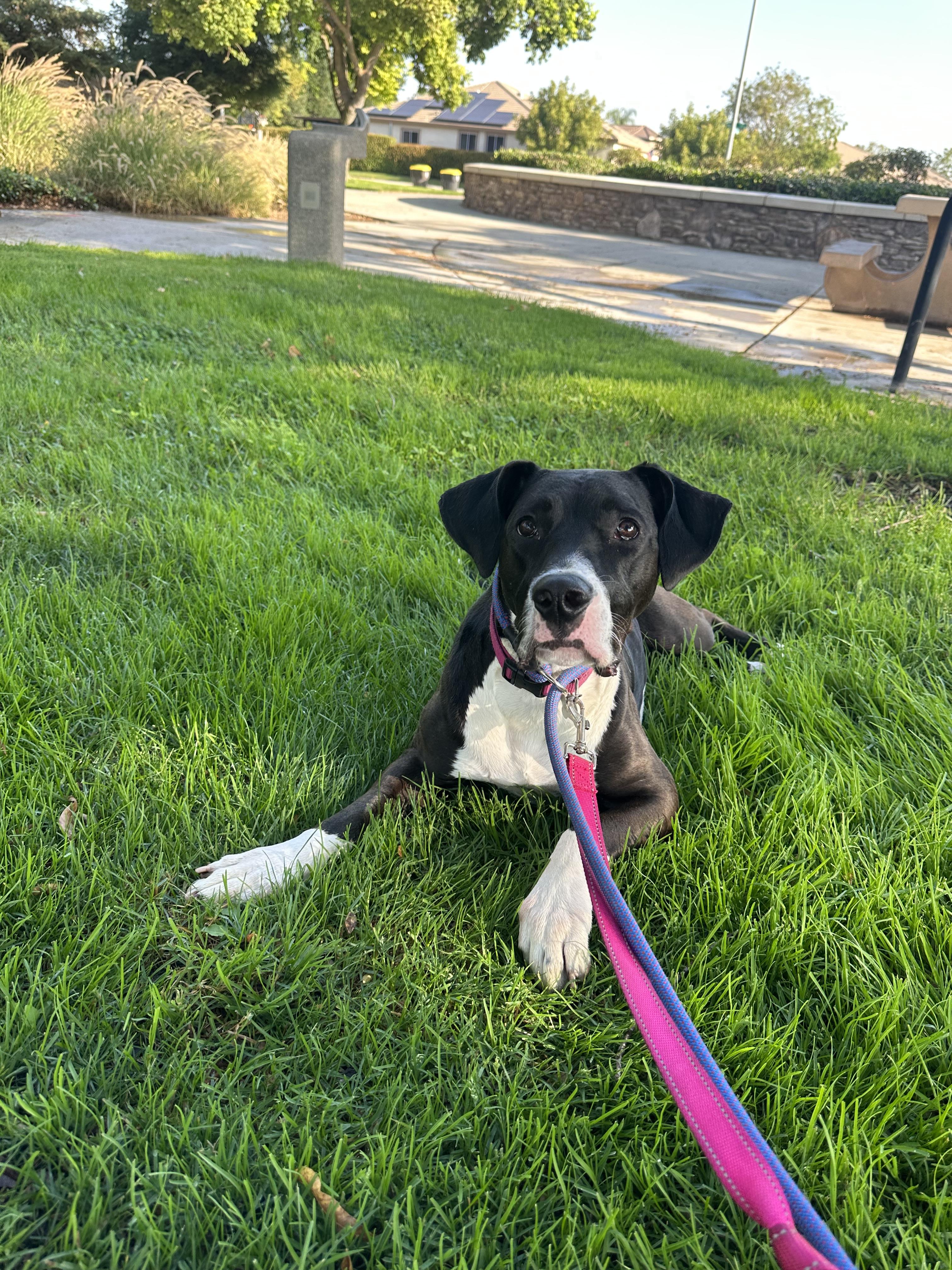 Enlarge Raindrop, a Adoptable mixed breed in Tracy, CA image 6/6