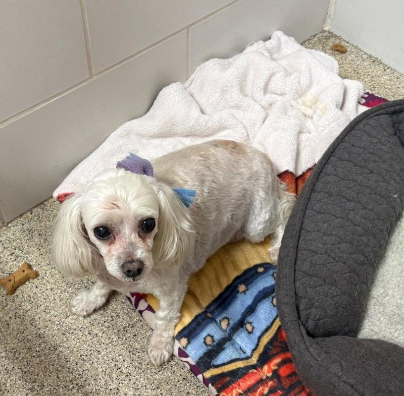 Tinkerbell *Adopt*, Adopted, Young Female Maltese.