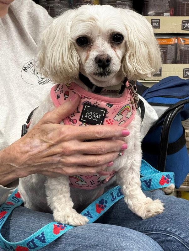 Tinkerbell *Adopt*, a Adopted Maltese in Fairfax, VA image 2/3