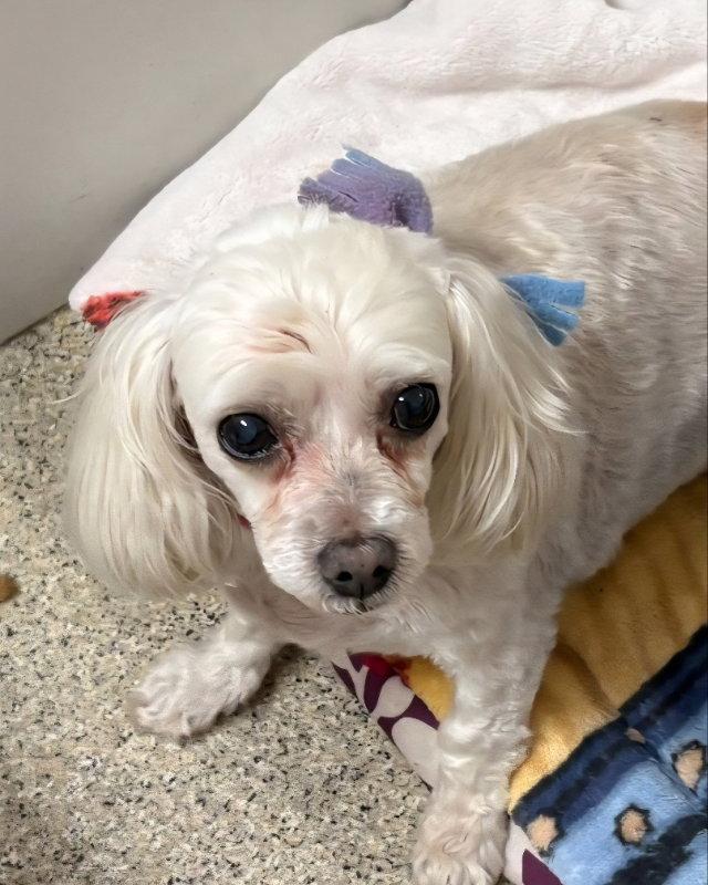 Tinkerbell *Adopt*, a Adopted Maltese in Fairfax, VA image 3/3
