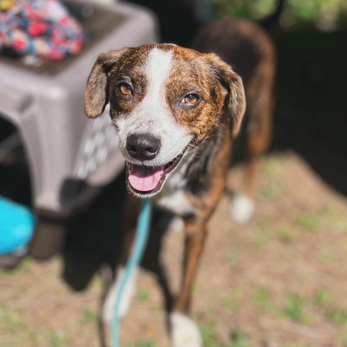 Enlarge Willadean, a ADOPTABLE mixed breed in West Falls, NY image 4/4