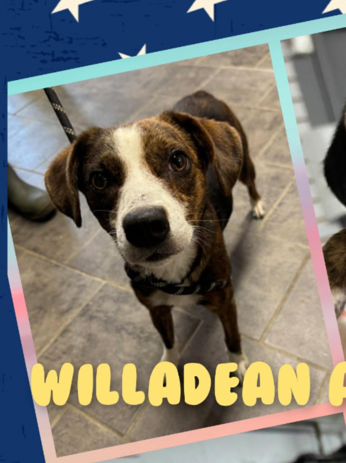 Willadean, ADOPTABLE, Young Female Beagle & Hound.