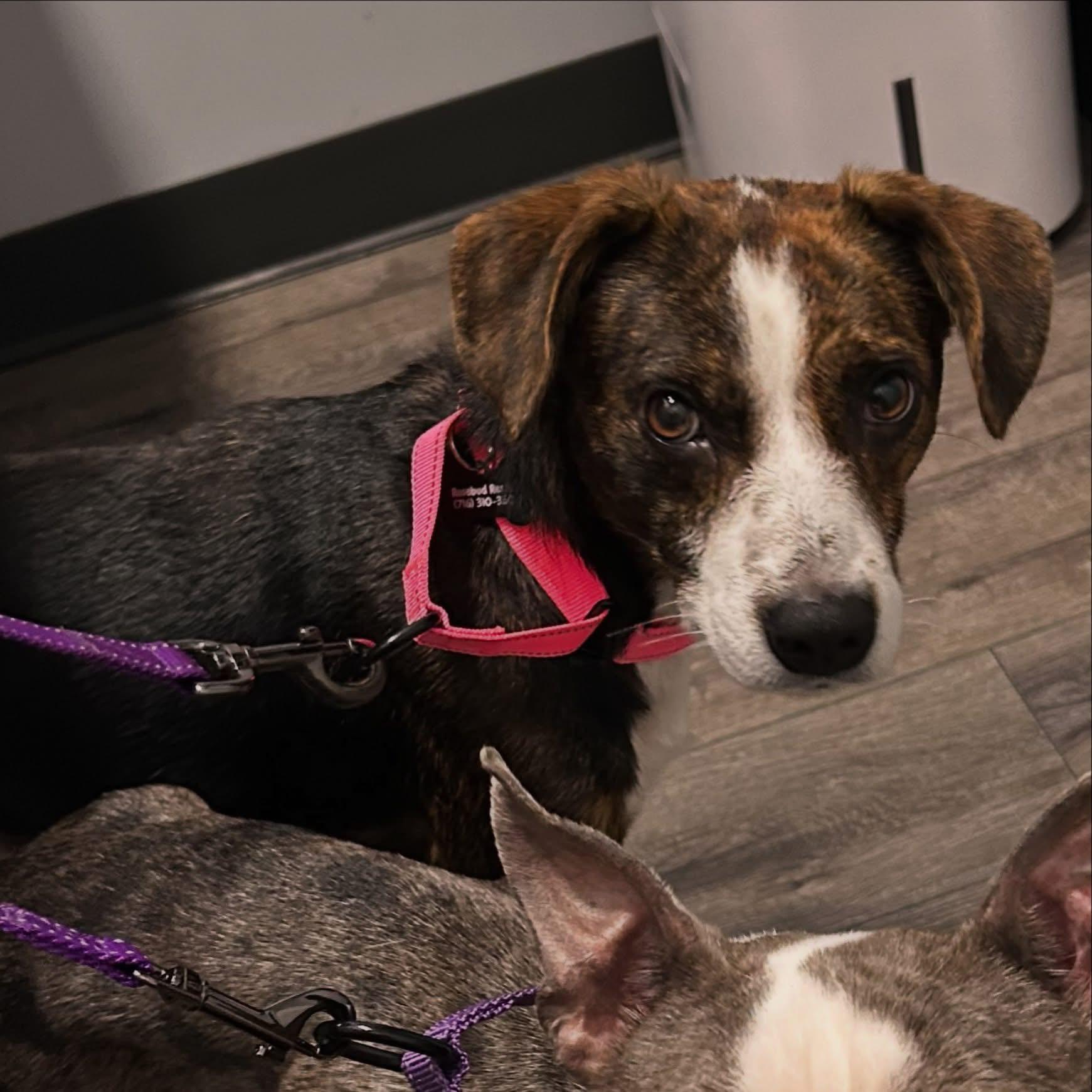 Enlarge Willadean, a ADOPTABLE mixed breed in West Falls, NY image 3/4