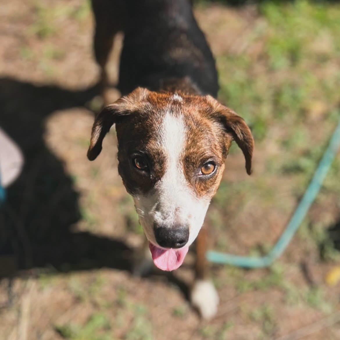 Enlarge Willadean, a ADOPTABLE mixed breed in West Falls, NY image 2/4