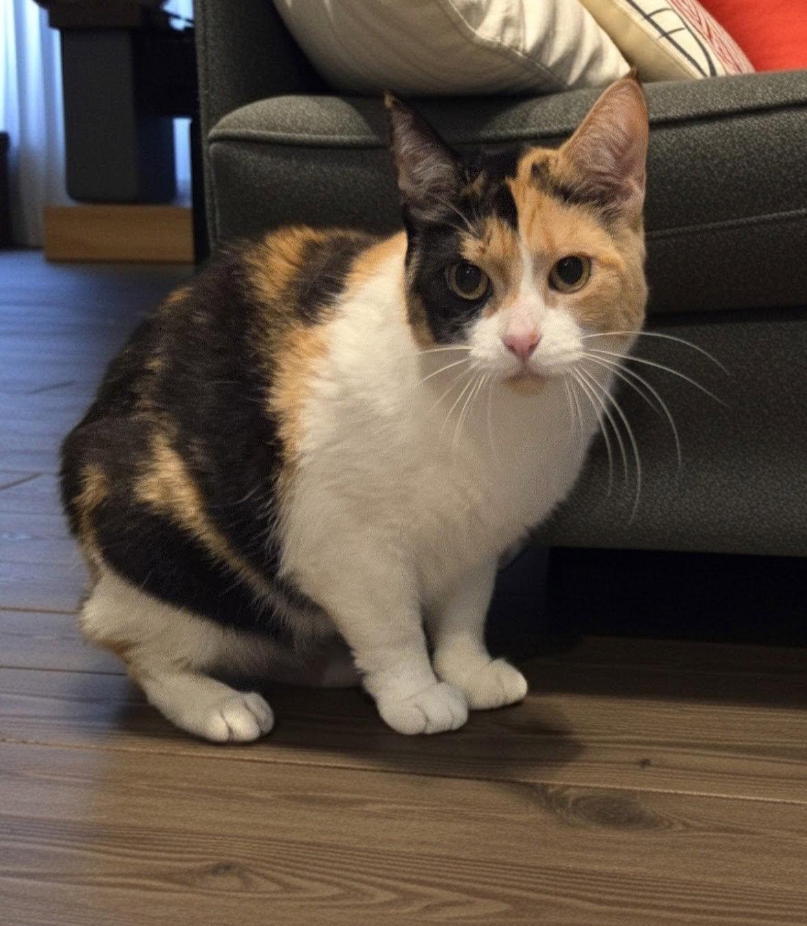 Pom Pom, Adoptable, Adult Female Domestic Short Hair & Calico.