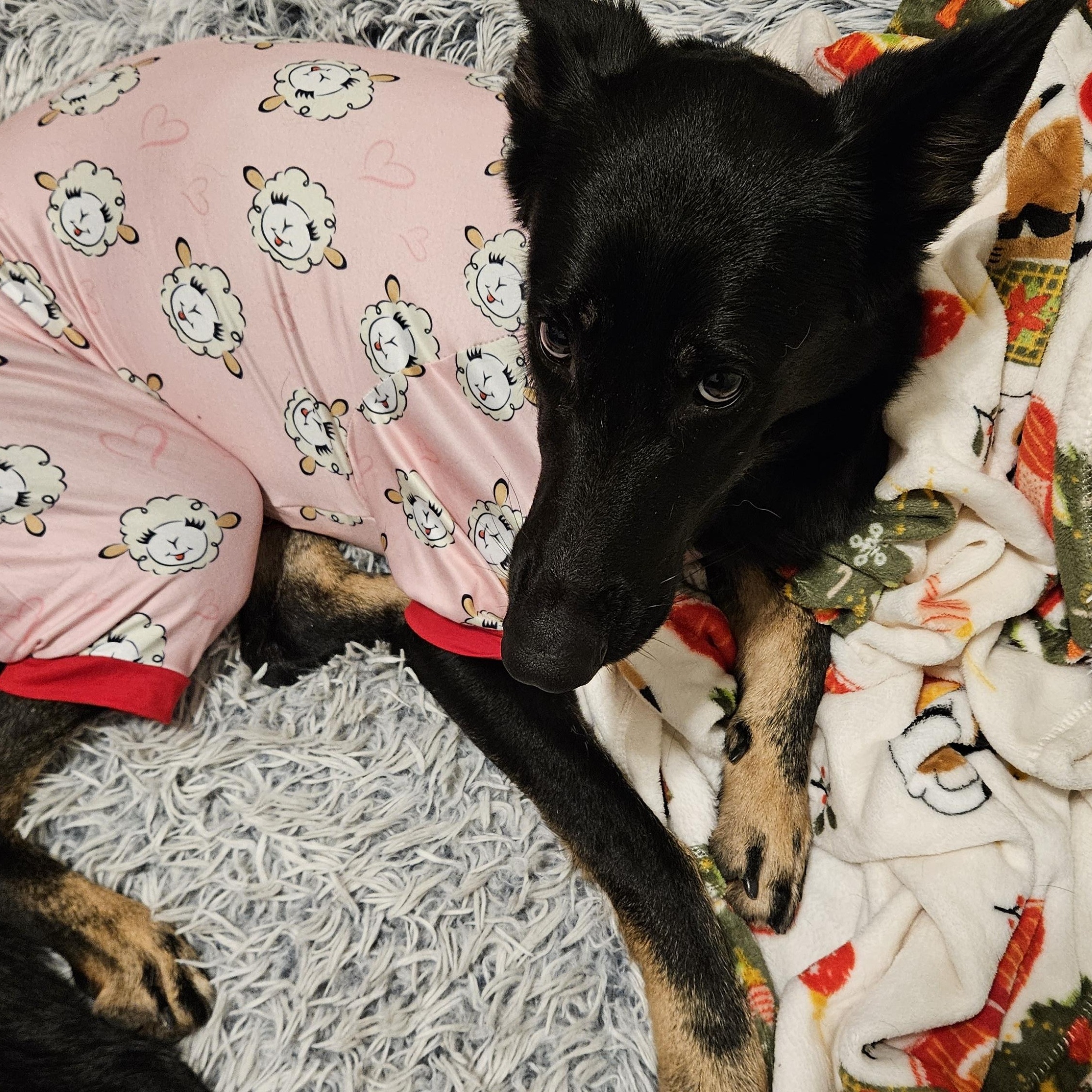 Storm, a Adopted mixed breed in Columbus, OH image 5/6