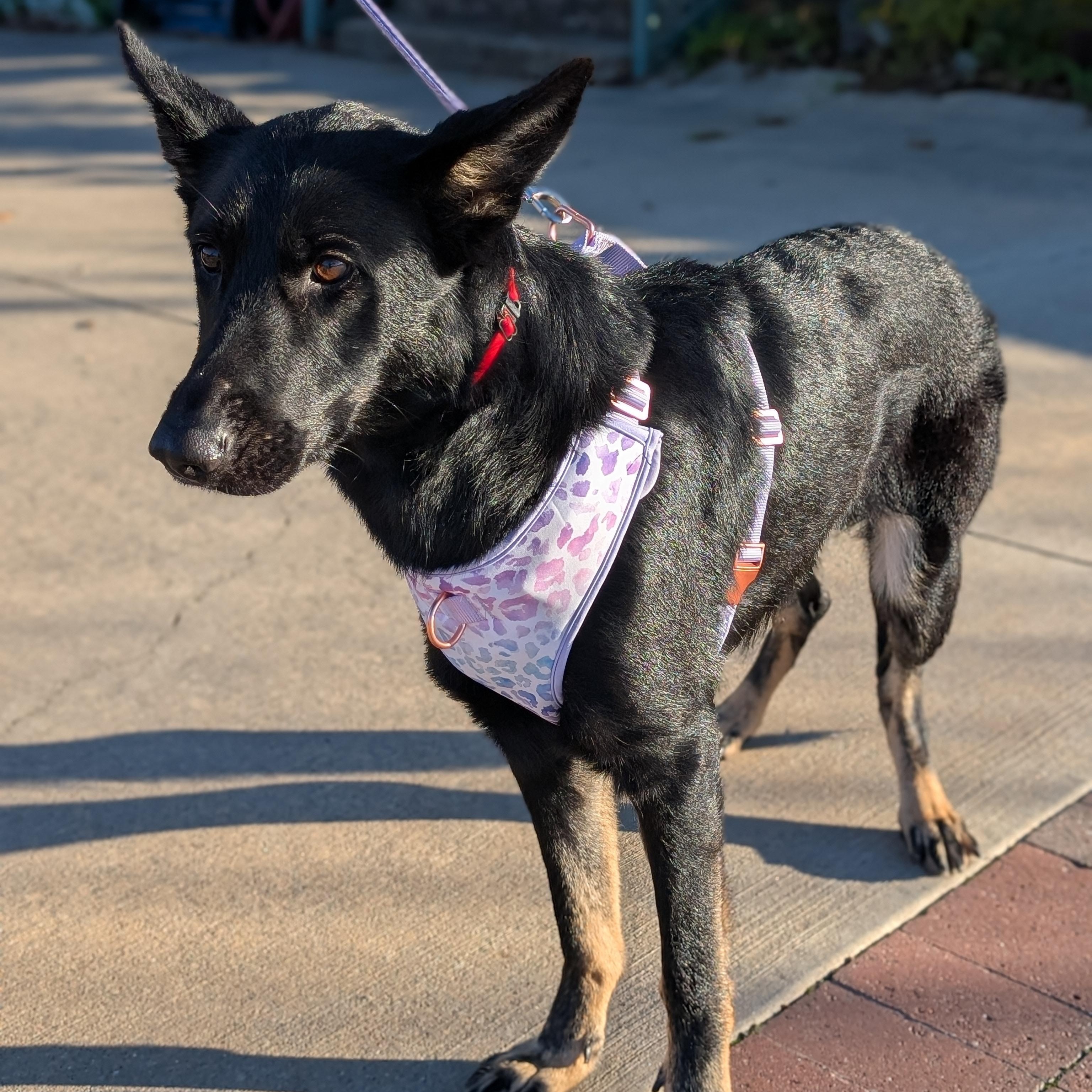 Storm, a Adopted mixed breed in Columbus, OH image 1/6