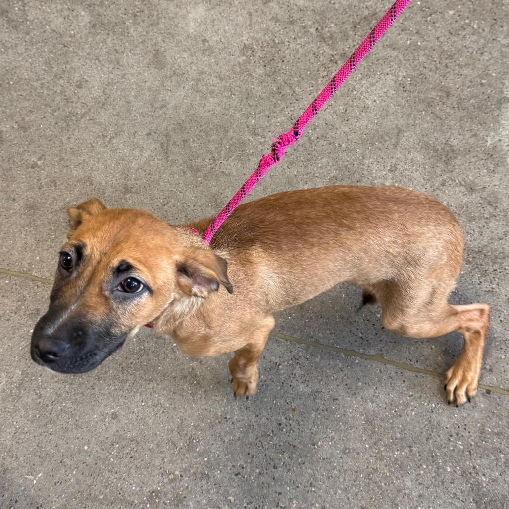 Enlarge Ross, a Adoptable Mixed Breed in Las Cruces, NM image 1/3